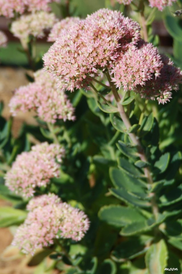 sedum